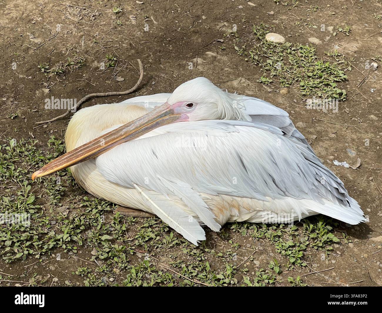 Großer weißer Pelikan ruht auf dem Gras mit seinem Schnabel in die Federn gesteckt. - Smartphone-aufgenommenes Stockfoto