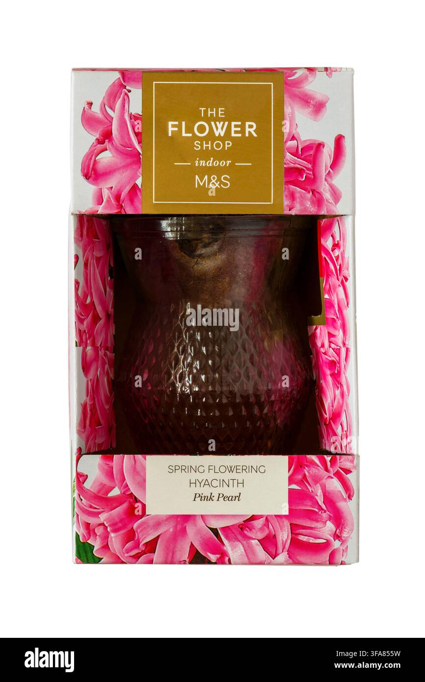 Frühlingsblühende Hyazinte Pink Pearl von M&S the Flower Shop indoor isoliert auf weißem Hintergrund Stockfoto