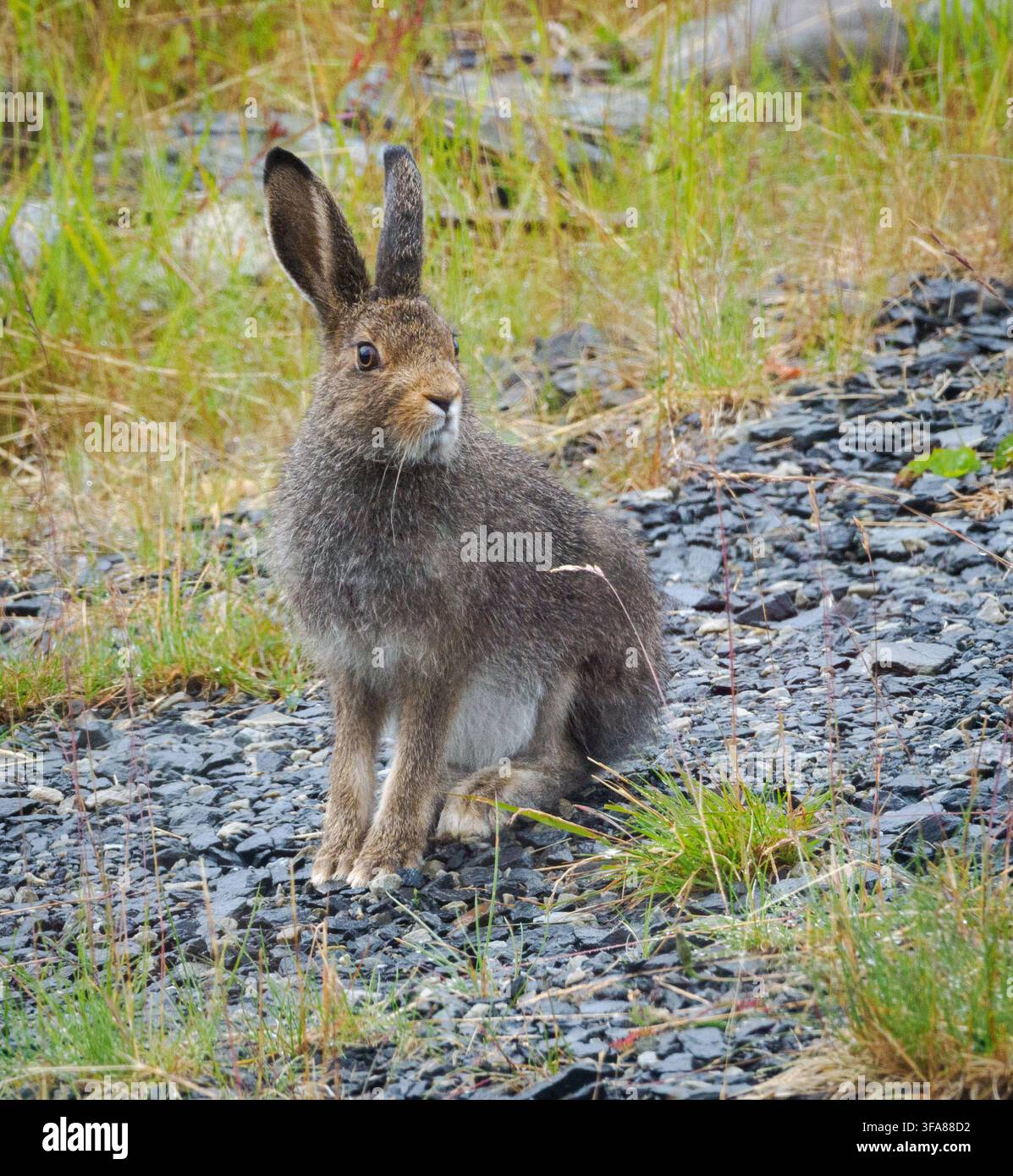 Europäische oder Braune Hasen (Lepus europaeus) auf einem Hügel in Zentral-Norwegen Stockfoto