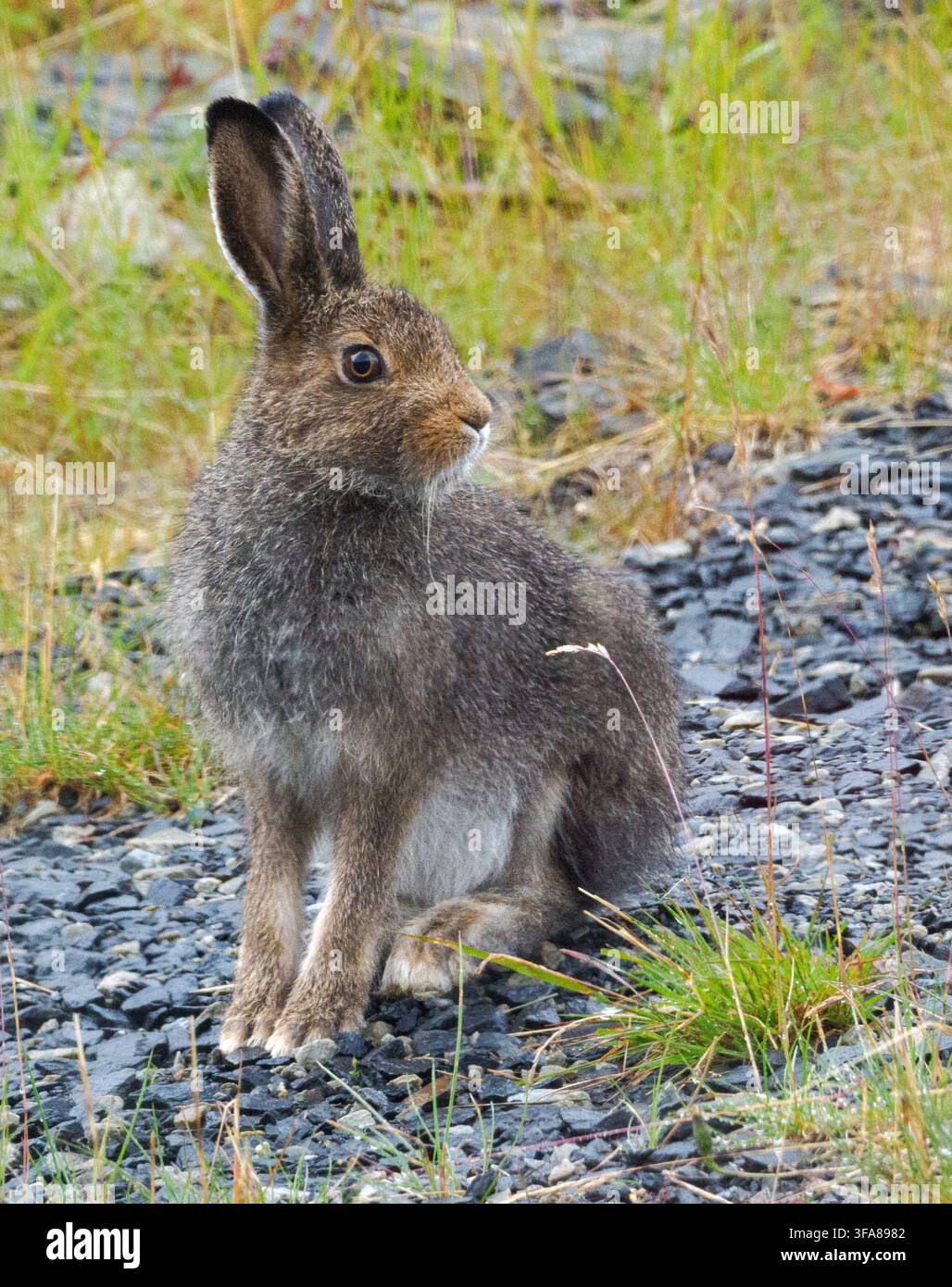 Europäische oder Braune Hasen (Lepus europaeus) auf einem Hügel in Zentral-Norwegen Stockfoto