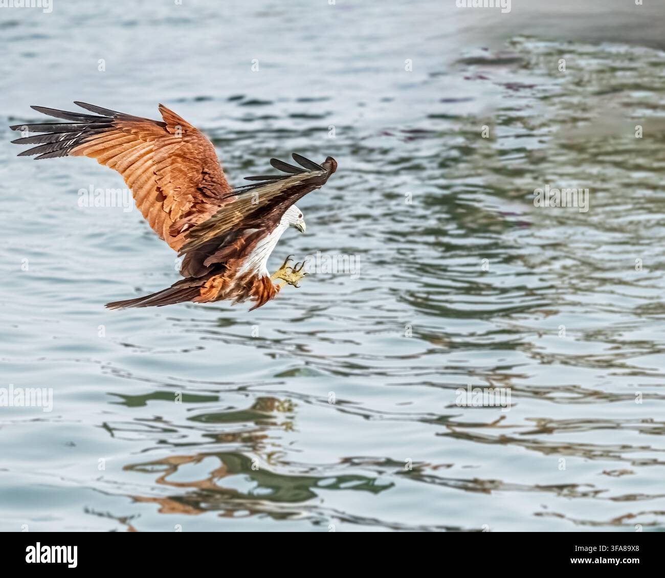 Ein Brauner Habicht, der in V-Form fliegt Stockfoto