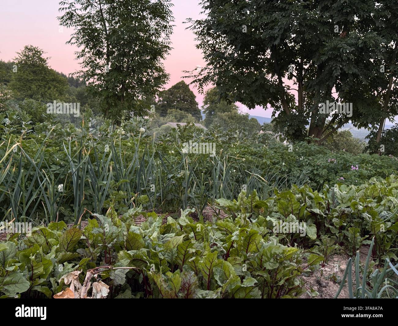Weitwinkelaufnahme eines üppigen Küchengartens mit Blattgemüse und Zwiebelreihen im Abendlicht, zeigt lokale Lebensmittel, essbare Landschaft, saisonale Ernte Stockfoto