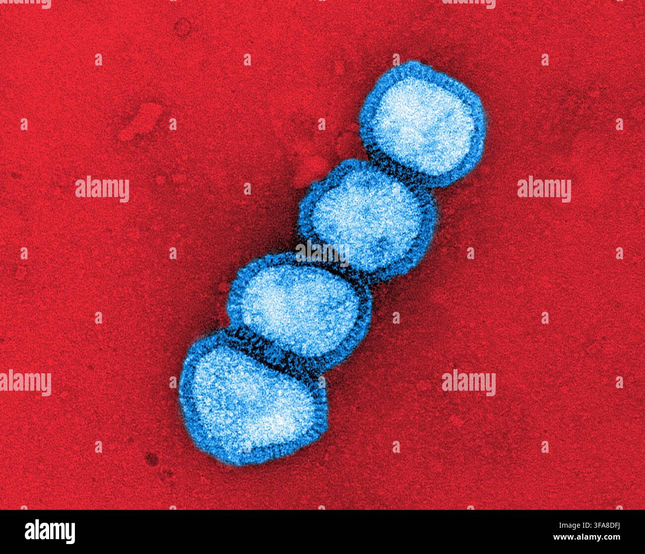 Influenzavirus A (H1N1). Farbige Transmissions-Elektronenmikroskopie von Influenzavirus A/H1N1-Partikeln (blau). Influenza A/H1N1 kann sowohl Menschen als auch Tiere, einschließlich Vögel und Schweine, infizieren und ist eine von mehreren Stämmen, die mit saisonalen Grippeausbrüchen in Verbindung stehen. Mikroskopie von John Gallagher und Audray Harris, NIAID-Labor für Infektionskrankheiten. Eine optimierte und verbesserte Version eines rasterelektronenmikroskopischen Bildes, Credit: NIAID / NIH Stockfoto