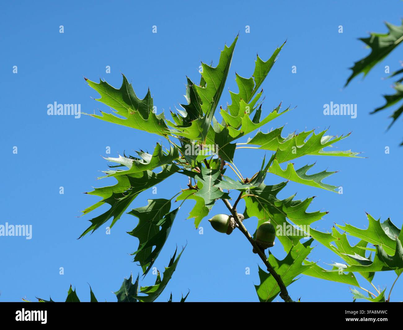 Entwickelnde Eicheln und grüne Blätter der Rotbuche (Quercus rubra) vor blauem Himmel Anfang September in Colorado, USA Stockfoto