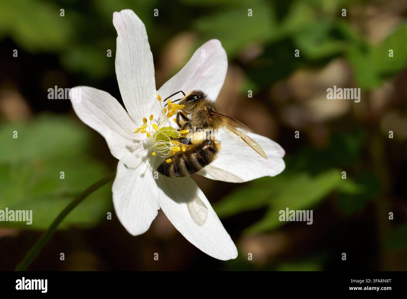 Holz-Anemone (Anemone nemorosa) Blüte mit Westlicher Honigbiene Stockfoto