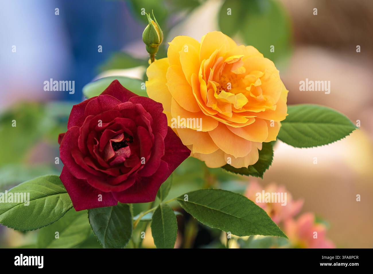 Schöne gelbe und dunkelrote Gartenrosen blühen zusammen mit grünen Blättern auf einem weichen unscharfen Hintergrund. Stockfoto