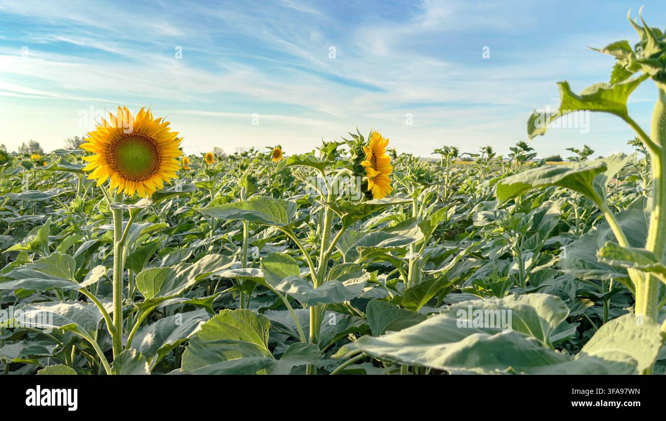 Blühendes Sonnenblumenfeld mit reifen und sich entwickelnden Pflanzen unter einem blauen Sommerhimmel. Banner Stockfoto