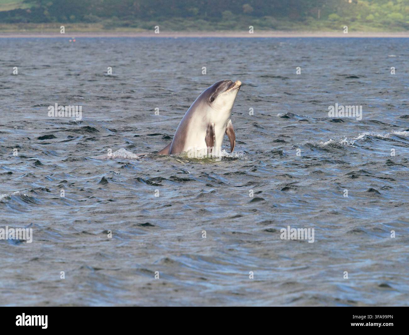Flossendelfin (Tursiops truncatus) fotografiert von Chanonry Point im Moray Firth, Rosemarkie/Fortrose, Black Isle, Highland, Schottland, UK Stockfoto