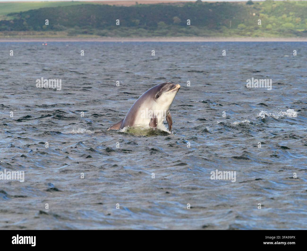 Flossendelfin (Tursiops truncatus) fotografiert von Chanonry Point im Moray Firth, Rosemarkie/Fortrose, Black Isle, Highland, Schottland, UK Stockfoto