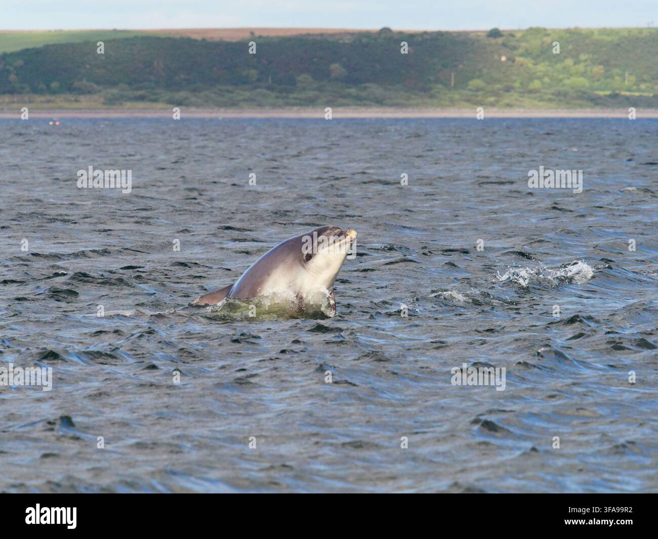 Flossendelfin (Tursiops truncatus) fotografiert von Chanonry Point im Moray Firth, Rosemarkie/Fortrose, Black Isle, Highland, Schottland, UK Stockfoto