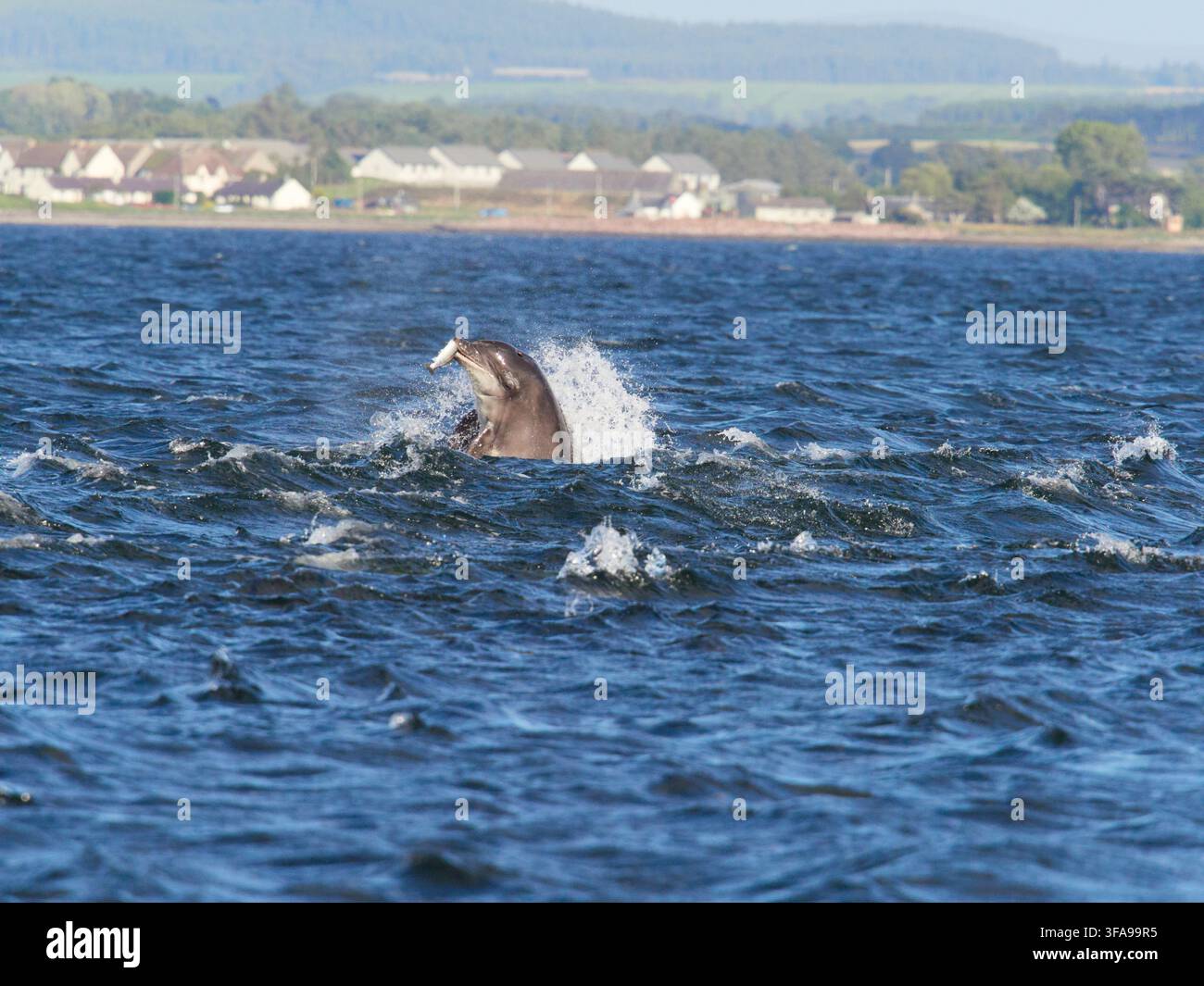 Flossendelfin (Tursiops truncatus) fotografiert von Chanonry Point im Moray Firth, Rosemarkie/Fortrose, Black Isle, Highland, Schottland, UK Stockfoto