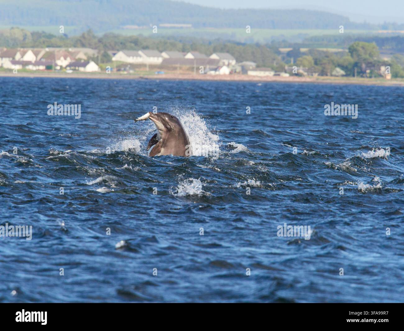 Flossendelfin (Tursiops truncatus) fotografiert von Chanonry Point im Moray Firth, Rosemarkie/Fortrose, Black Isle, Highland, Schottland, UK Stockfoto