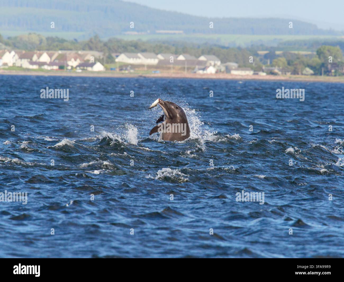 Flossendelfin (Tursiops truncatus) fotografiert von Chanonry Point im Moray Firth, Rosemarkie/Fortrose, Black Isle, Highland, Schottland, UK Stockfoto