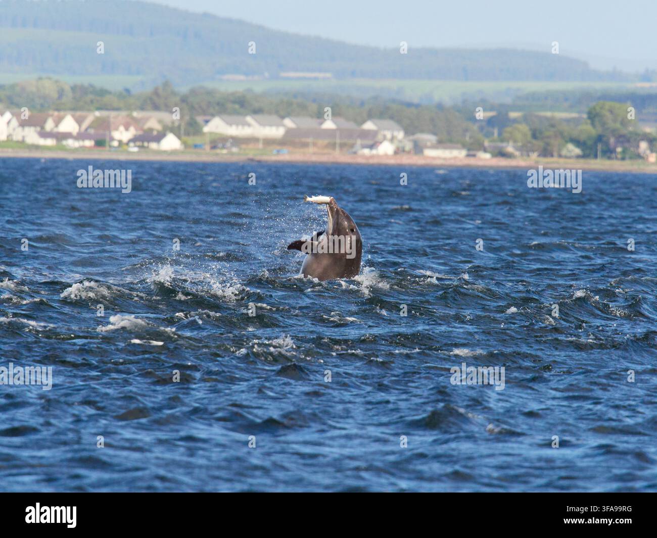 Flossendelfin (Tursiops truncatus) fotografiert von Chanonry Point im Moray Firth, Rosemarkie/Fortrose, Black Isle, Highland, Schottland, UK Stockfoto