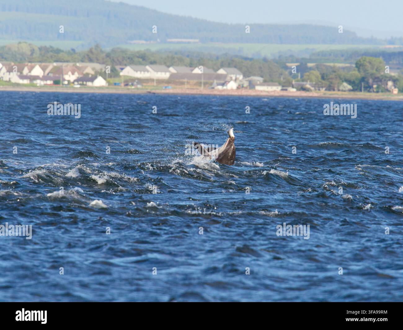 Flossendelfin (Tursiops truncatus) fotografiert von Chanonry Point im Moray Firth, Rosemarkie/Fortrose, Black Isle, Highland, Schottland, UK Stockfoto