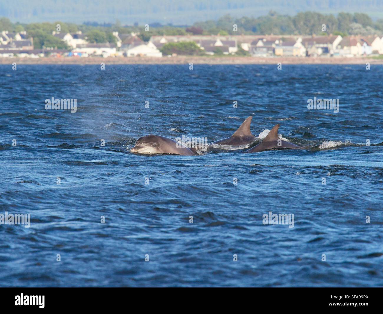 Flossendelfin (Tursiops truncatus) fotografiert von Chanonry Point im Moray Firth, Rosemarkie/Fortrose, Black Isle, Highland, Schottland, UK Stockfoto