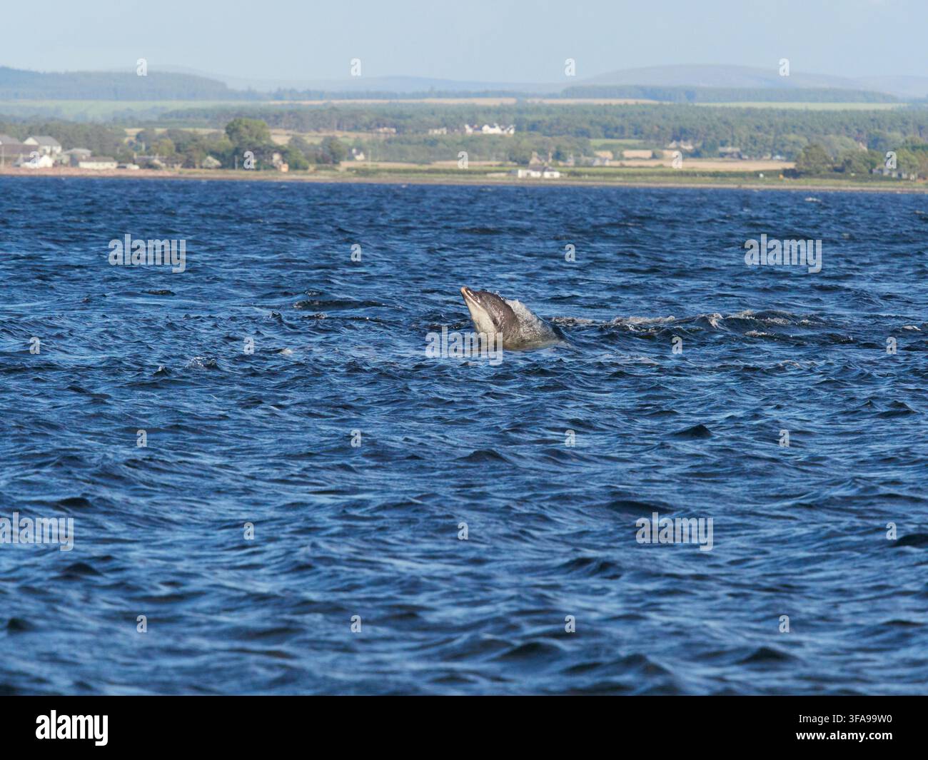 Flossendelfin (Tursiops truncatus) fotografiert von Chanonry Point im Moray Firth, Rosemarkie/Fortrose, Black Isle, Highland, Schottland, UK Stockfoto