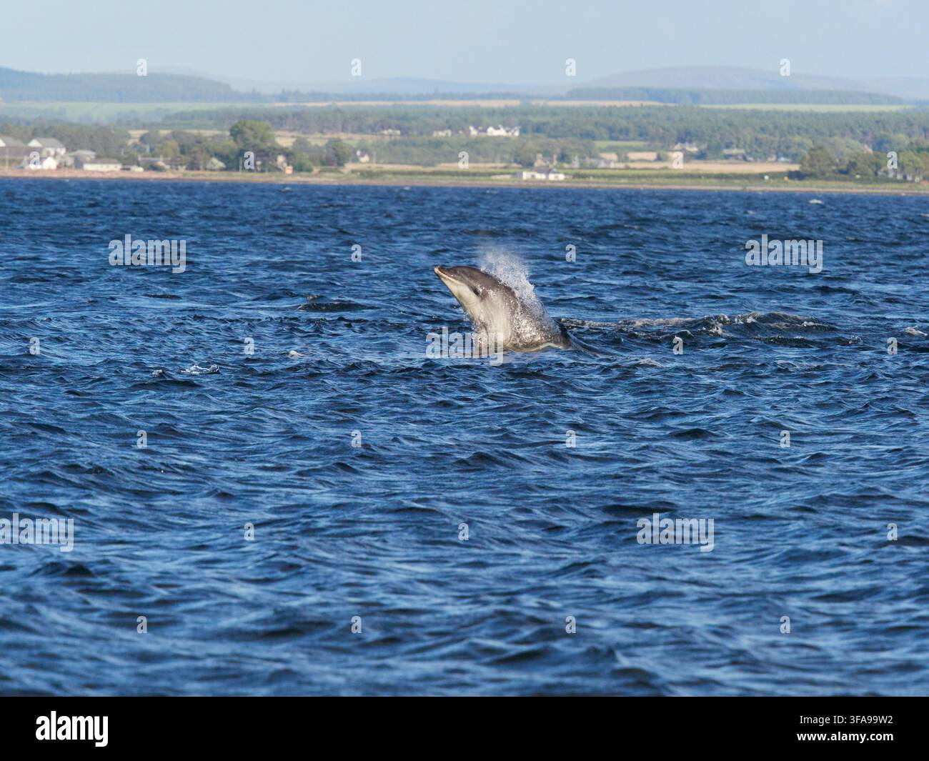 Flossendelfin (Tursiops truncatus) fotografiert von Chanonry Point im Moray Firth, Rosemarkie/Fortrose, Black Isle, Highland, Schottland, UK Stockfoto