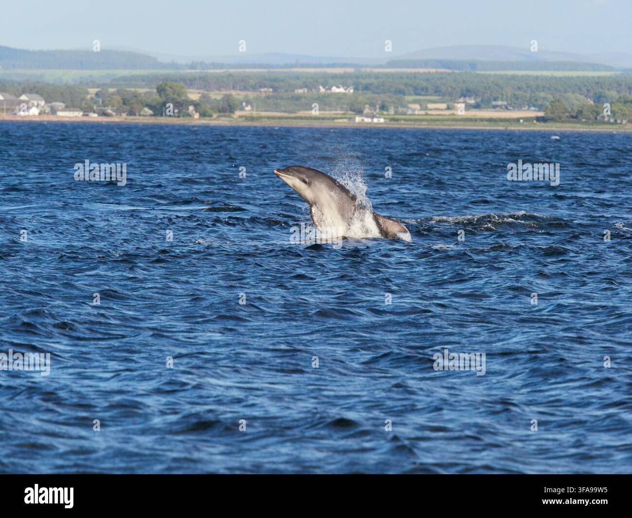 Flossendelfin (Tursiops truncatus) fotografiert von Chanonry Point im Moray Firth, Rosemarkie/Fortrose, Black Isle, Highland, Schottland, UK Stockfoto