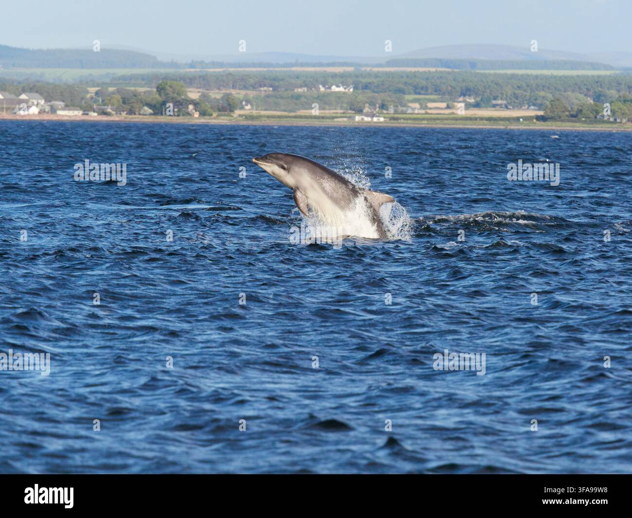 Flossendelfin (Tursiops truncatus) fotografiert von Chanonry Point im Moray Firth, Rosemarkie/Fortrose, Black Isle, Highland, Schottland, UK Stockfoto