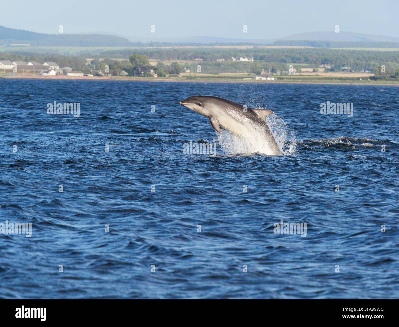 Flossendelfin (Tursiops truncatus) fotografiert von Chanonry Point im Moray Firth, Rosemarkie/Fortrose, Black Isle, Highland, Schottland, UK Stockfoto
