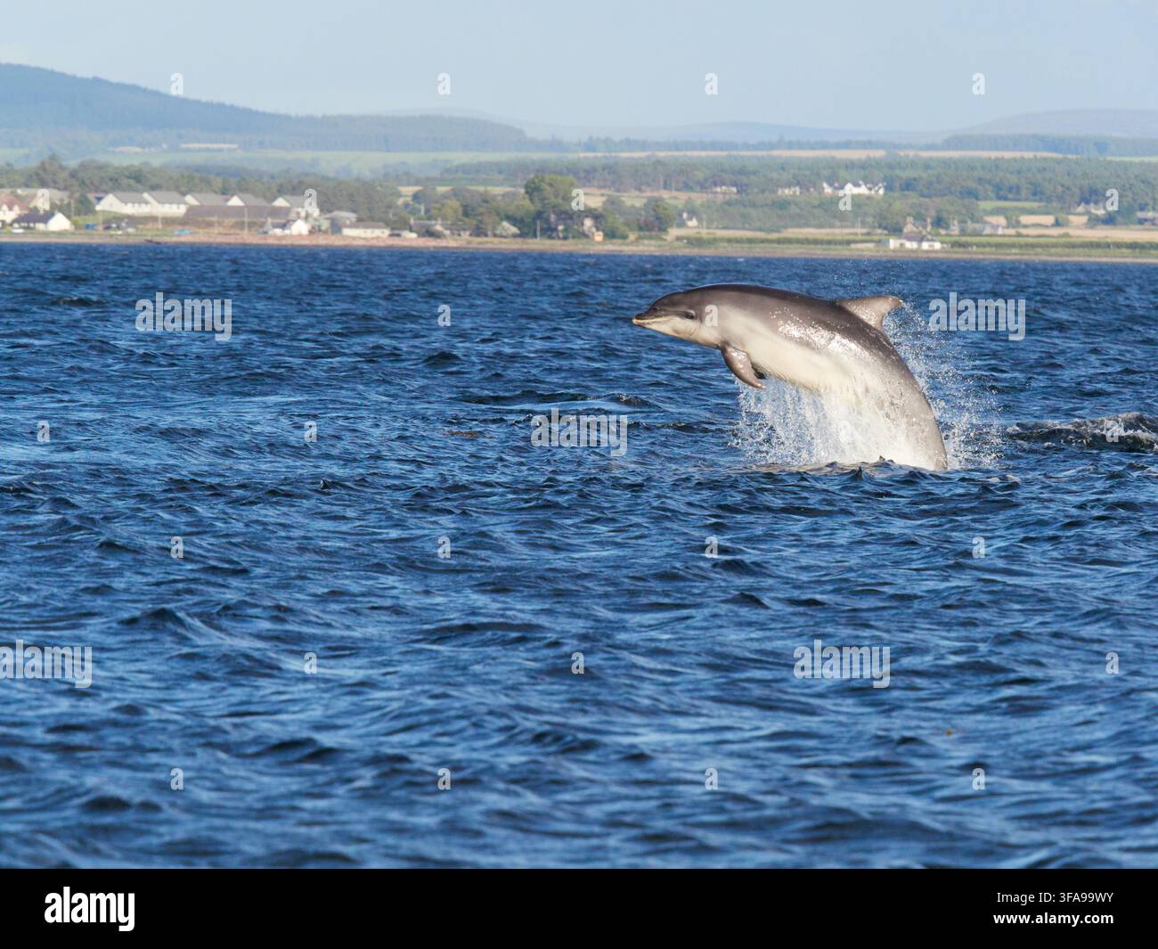 Flossendelfin (Tursiops truncatus) fotografiert von Chanonry Point im Moray Firth, Rosemarkie/Fortrose, Black Isle, Highland, Schottland, UK Stockfoto