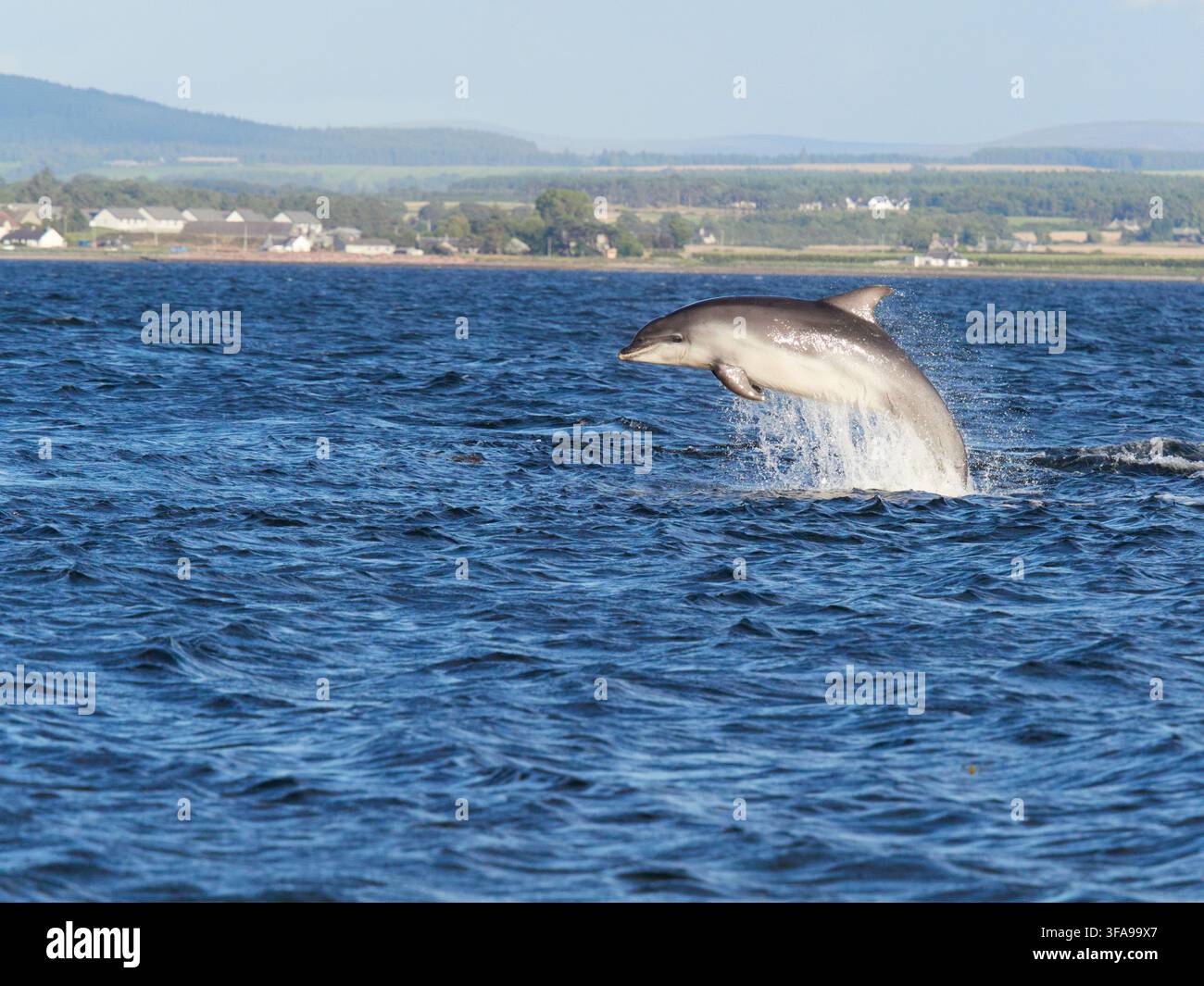Flossendelfin (Tursiops truncatus) fotografiert von Chanonry Point im Moray Firth, Rosemarkie/Fortrose, Black Isle, Highland, Schottland, UK Stockfoto