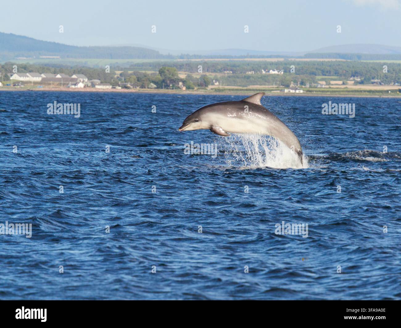 Flossendelfin (Tursiops truncatus) fotografiert von Chanonry Point im Moray Firth, Rosemarkie/Fortrose, Black Isle, Highland, Schottland, UK Stockfoto