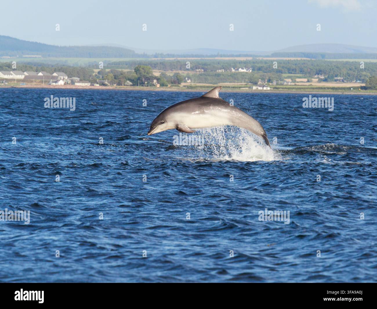 Flossendelfin (Tursiops truncatus) fotografiert von Chanonry Point im Moray Firth, Rosemarkie/Fortrose, Black Isle, Highland, Schottland, UK Stockfoto