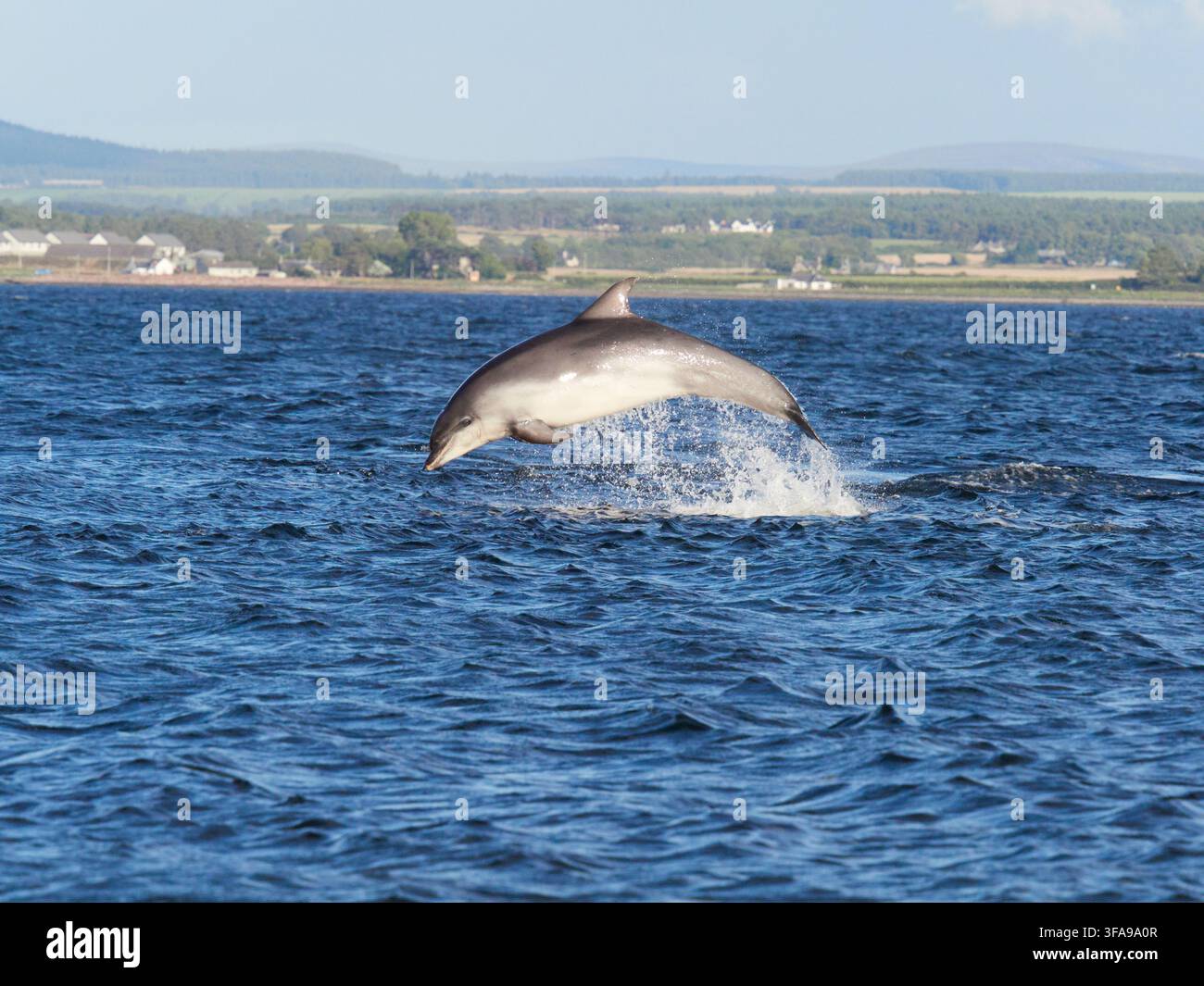 Flossendelfin (Tursiops truncatus) fotografiert von Chanonry Point im Moray Firth, Rosemarkie/Fortrose, Black Isle, Highland, Schottland, UK Stockfoto