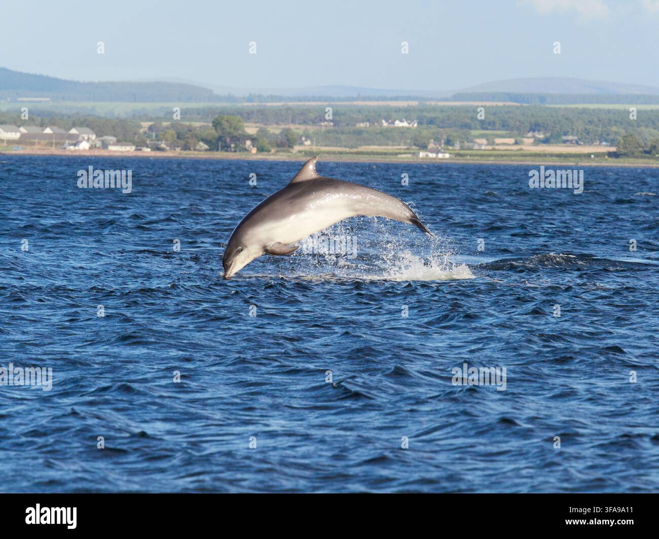 Flossendelfin (Tursiops truncatus) fotografiert von Chanonry Point im Moray Firth, Rosemarkie/Fortrose, Black Isle, Highland, Schottland, UK Stockfoto