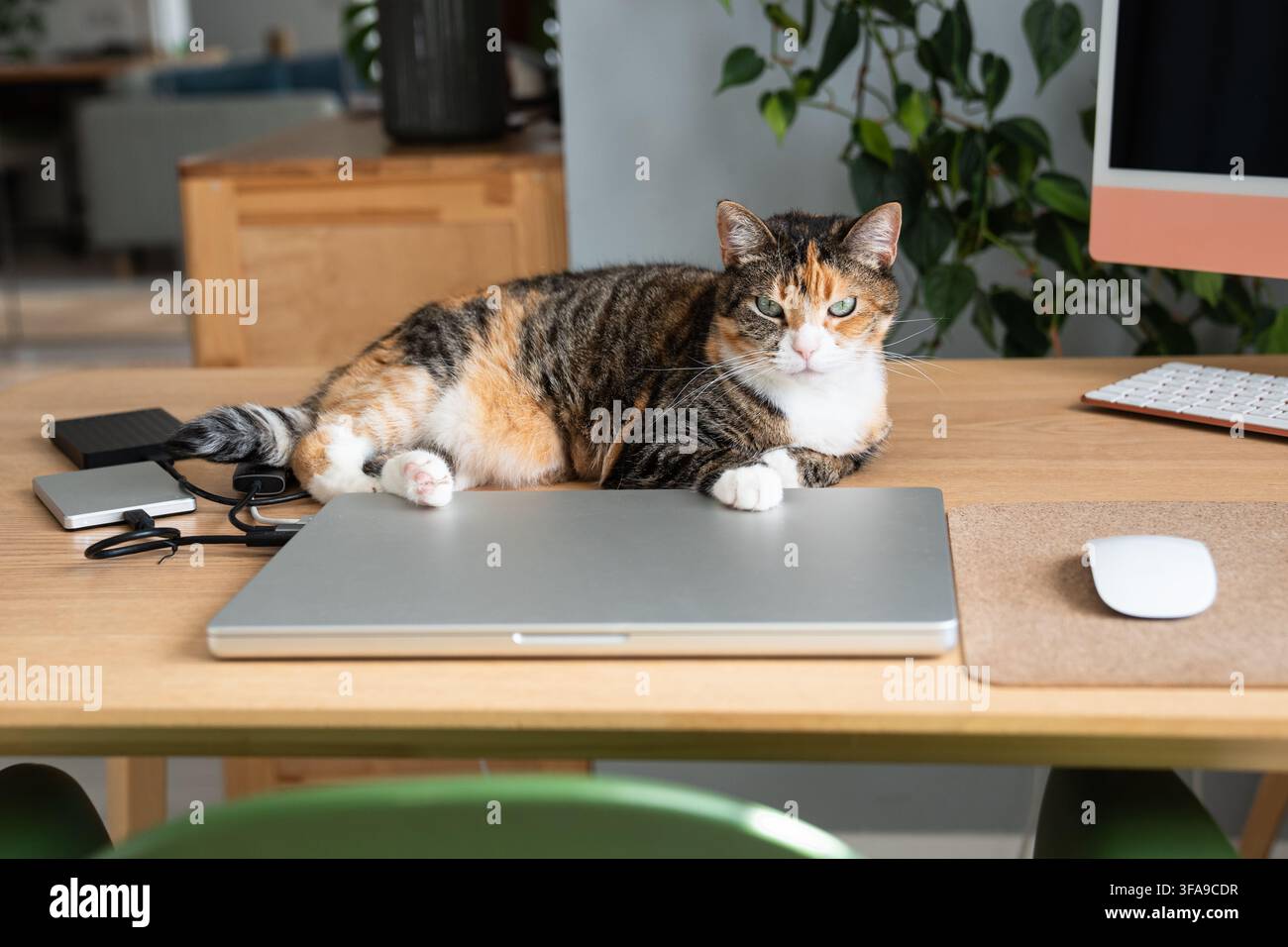 Verwöhnte faule Hauskatze entspannt neben dem Laptop am Arbeitstisch im Heimbüro des Besitzers und schaut in die Kamera. Stockfoto