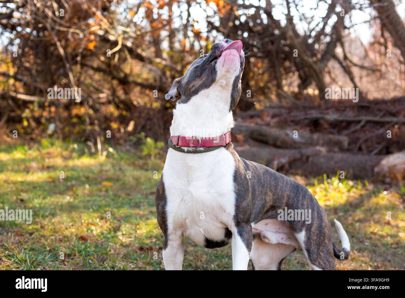 Ein Pit Bull Terrier Mischlingshund springt mit herausgestreckter Zunge hoch, um ein Leckerli zu fangen Stockfoto