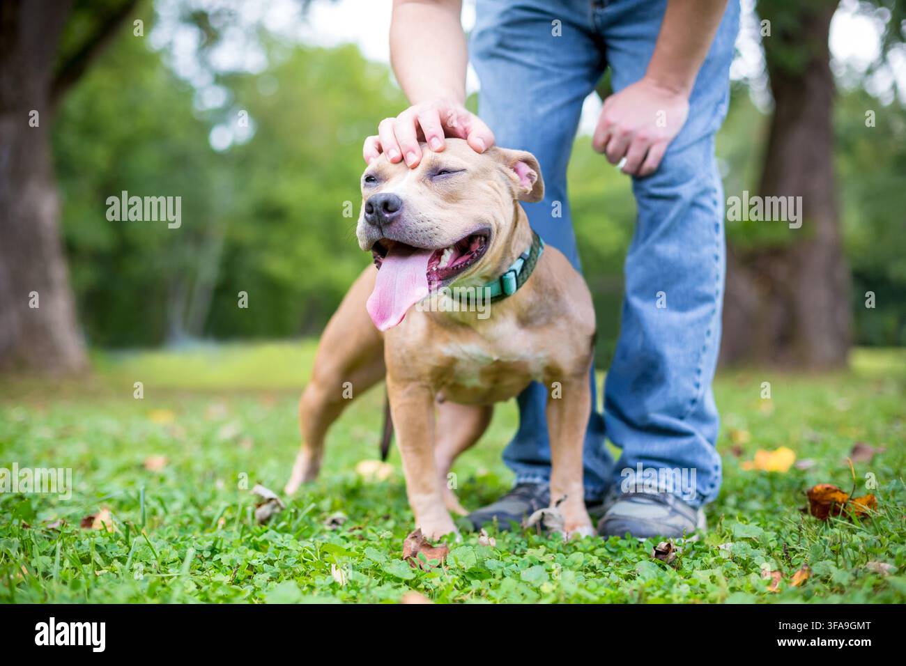 Eine Person, die einen Happy Pit Bull Terrier Mischhund auf den Kopf streichelt Stockfoto