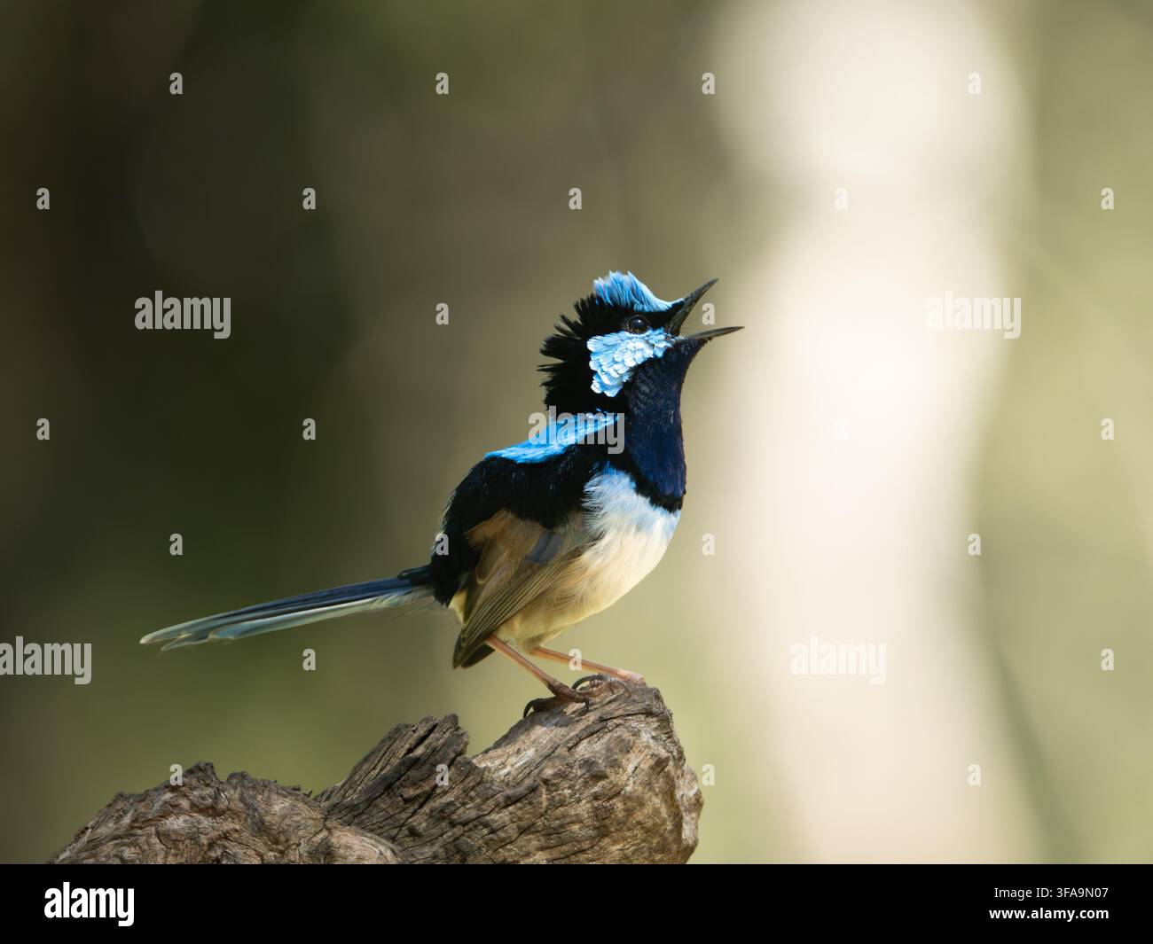 Wildes Männchen des Pracht-Laubwürzers (Malurus cyaneus) im Brutkleid singt von einem verwitterten Baumstamm, mit geöffnetem Schnabel im vollen Gesang. Healesville, Victoria. Stockfoto