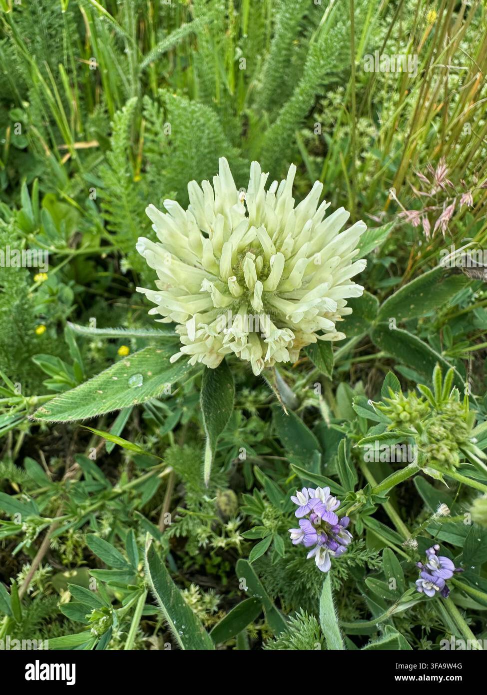 Nahaufnahme eines großen, blass cremefarbenen Blütens, Klee-Pflanze (Trifolium) - Smartphone-aufgenommenes Stockfoto
