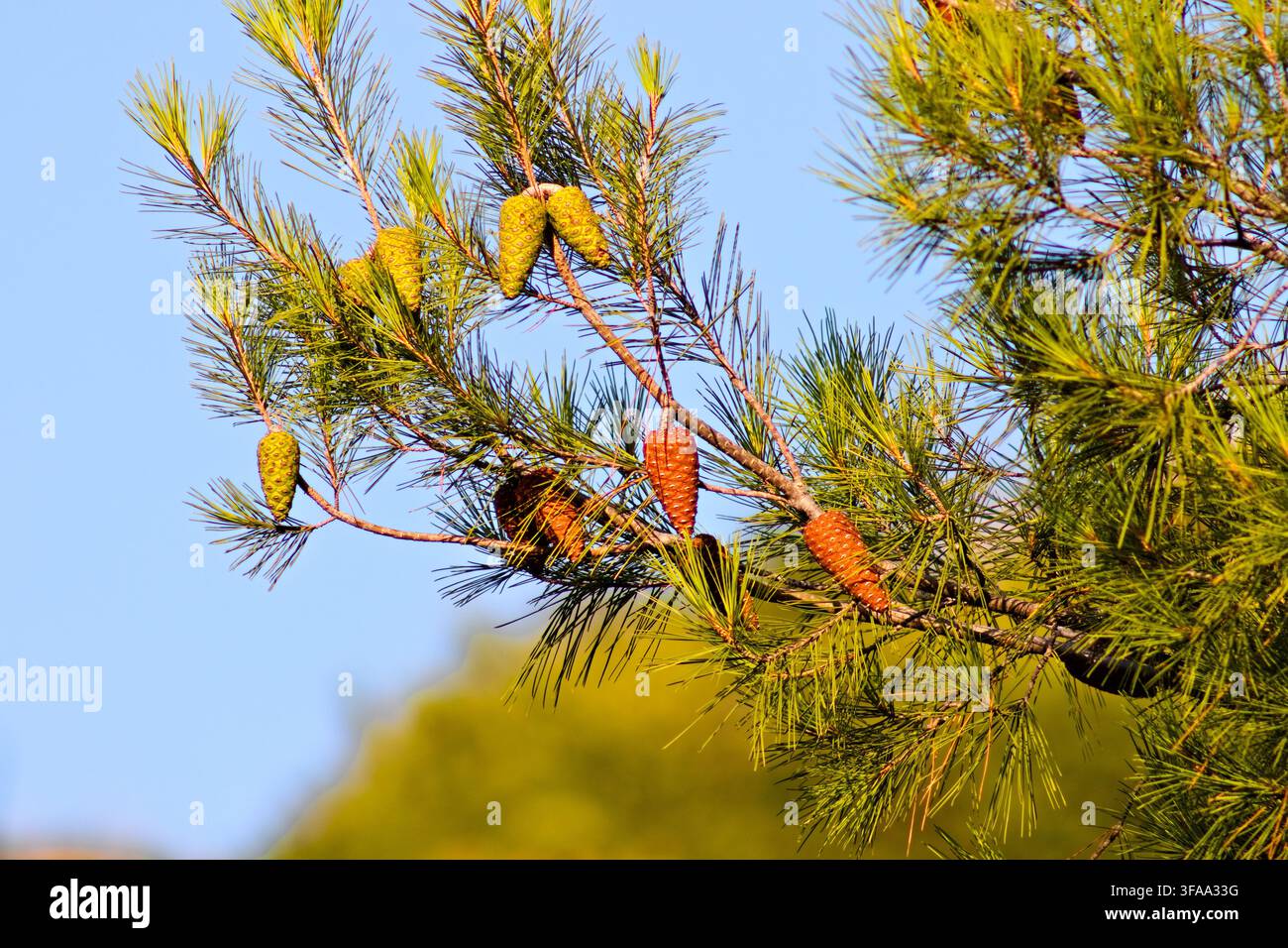 Entwickelnde grüne und reife braune Kiefernzapfen hängen zwischen sonnenbeschienenen immergrünen Nadeln vor einem klaren blauen Himmel in Corona, Kalifornien. Stockfoto