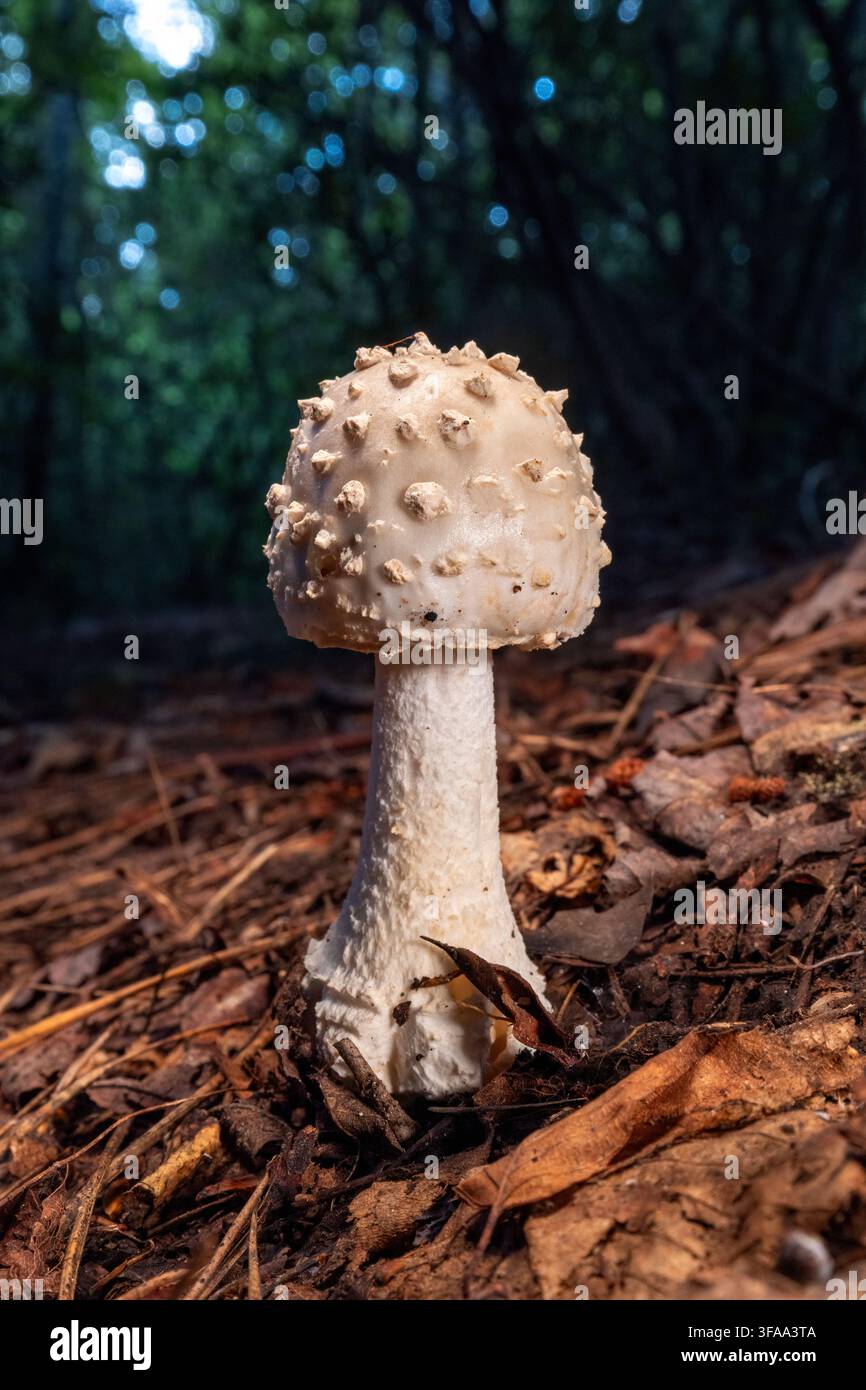 Junger warziger Amanita-Pilz (Amanita sp.) - nahe Pisgah National Forest, Brevard, North Carolina, USA Stockfoto