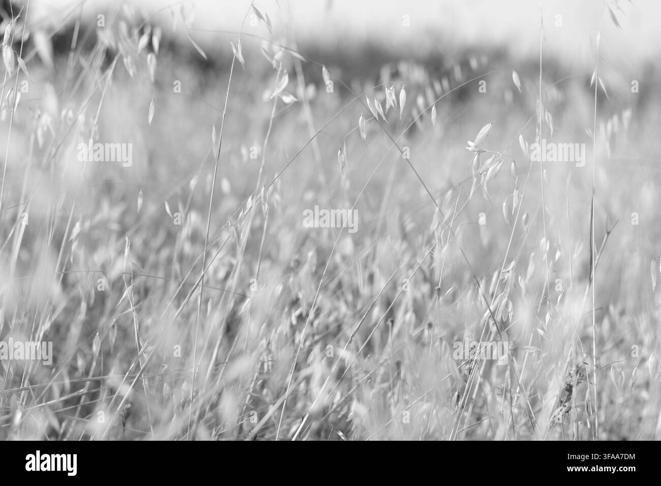 Goldene Gräser wiegen sich sanft im warmen Sonnenlicht. Hintergrund sanft unscharf mit natürlichen Tönen. Ideal für Natur-, Reise- oder ruhige Außenthemen. Beruhige ein Stockfoto