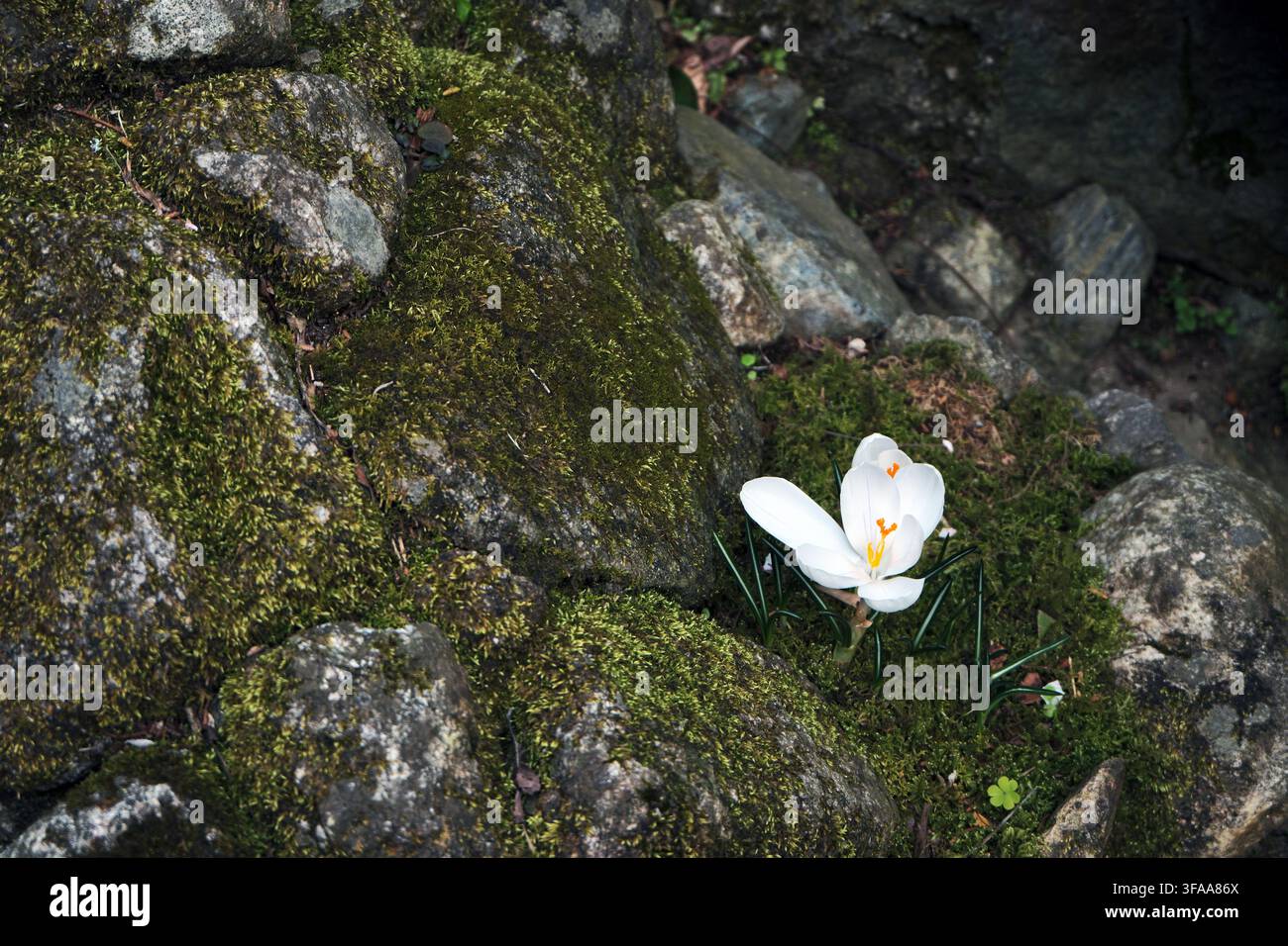 eine große weiße Blume wächst aus dem kleinen Riss im Stein, der mit grünem Moos bedeckt ist Stockfoto