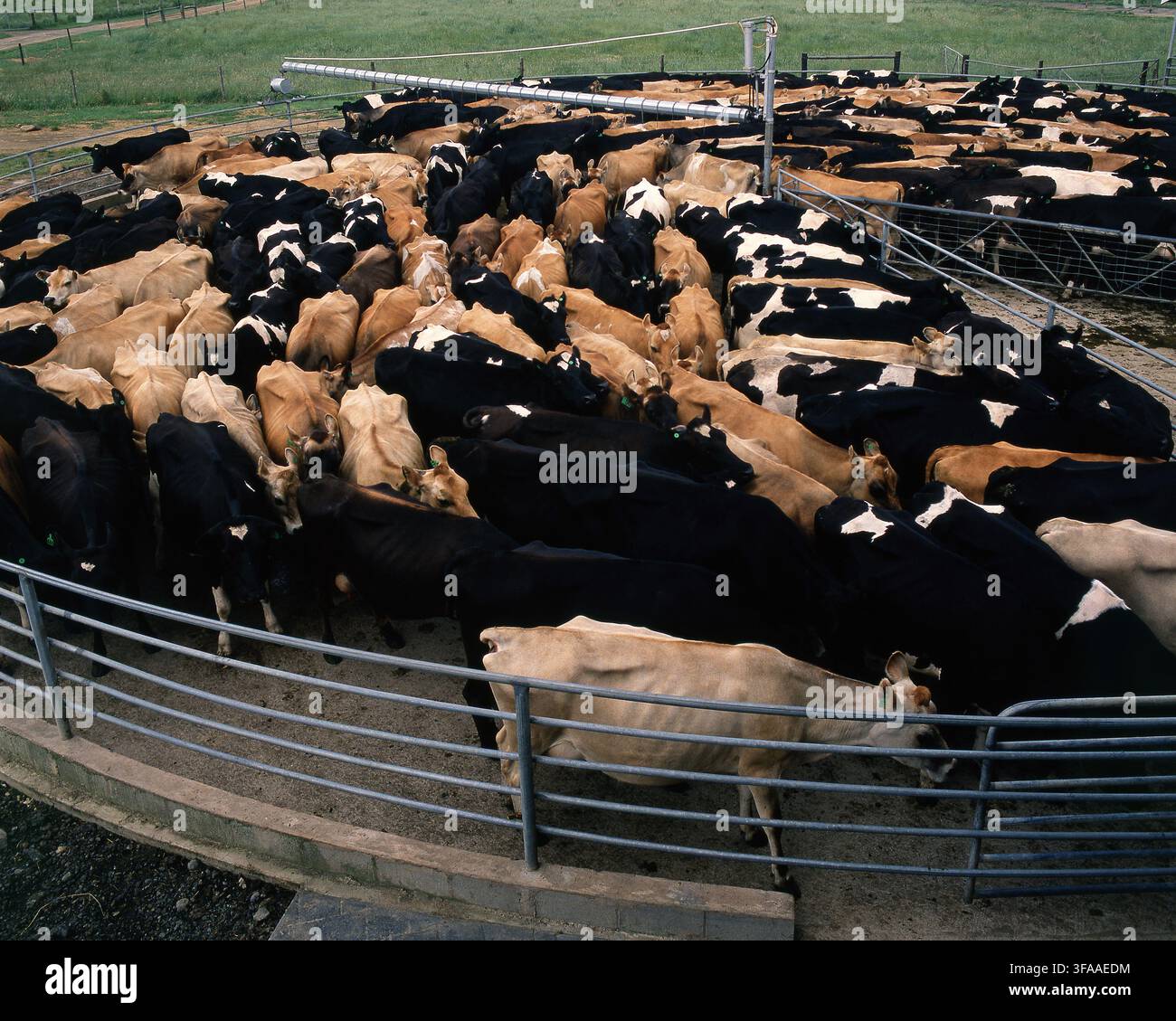 MILCHKUHEN IN EINEM GROSSEN MOVENDEN ROTATIVEN MELKSTAND ODER KARUSELLMELKGERÄT AUF EINER GROSSEN MOLKEREIFARM IN VICTORIA, AUSTRALIEN. Stockfoto