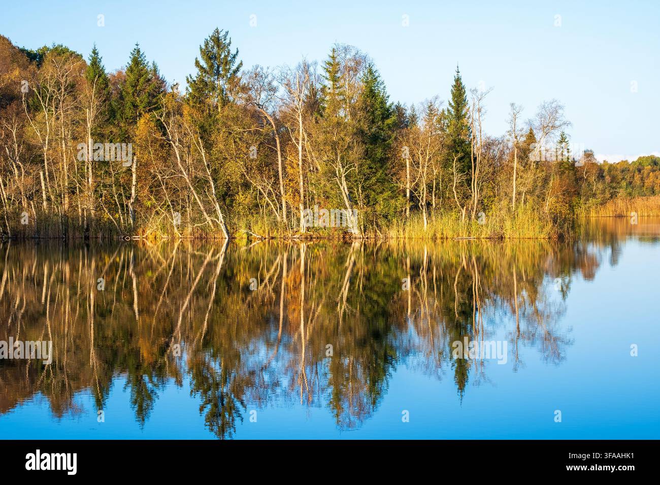 Waldsee mit Spiegelungen und Herbstfarben Stockfoto