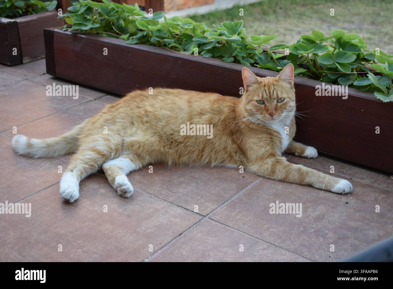Ingwer-getigerter Kater entspannt sich auf einer Terrasse neben einem Hochbeet in Tata, Ungarn... Stockfoto