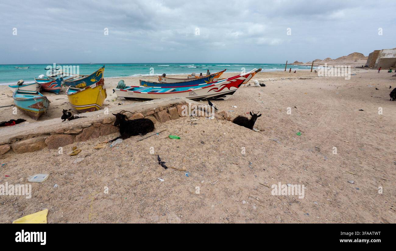 03.01.2026 Socotra, Jemen. Bunte Fischerboote ruhen an einem stillen Sandstrand unter bewölktem Himmel, mit schwarzen Ziegen in der Nähe und türkisblauem Meer im Hintergrund Stockfoto