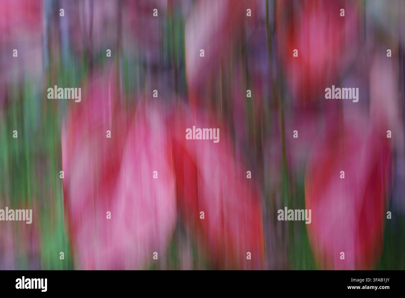 Rosa florale Impressionismus aus dem Whangerei Quarry Garden, botanische absichtliche Kamerabewegung erzeugt abstrakten Effekt. Stockfoto