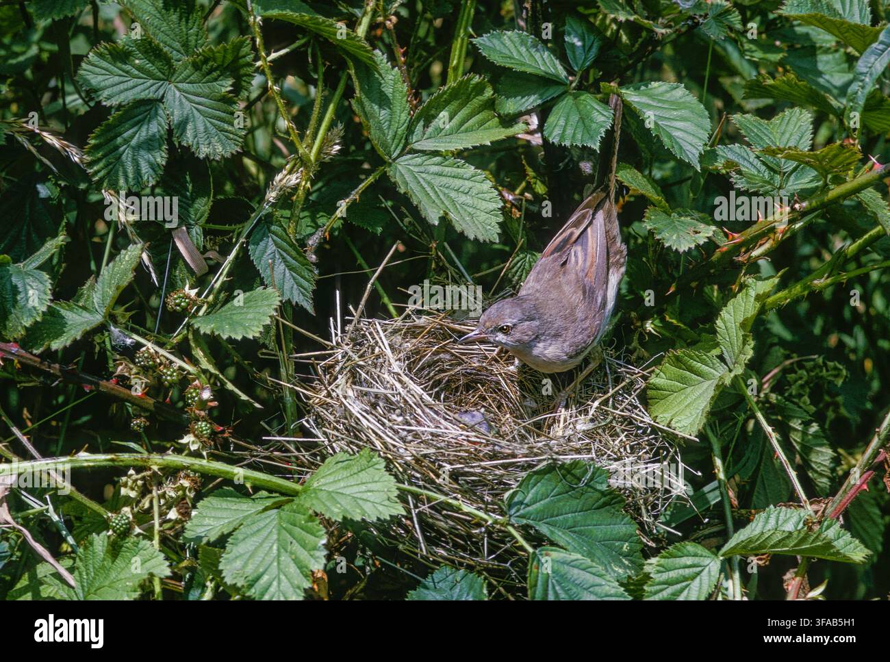 Weißkehlchen, Sylvia communis, auf dem Nest mit Eiern in einem Brombeergestrüpp, Richmond Park, London, England, Vereinigtes Königreich. Stockfoto