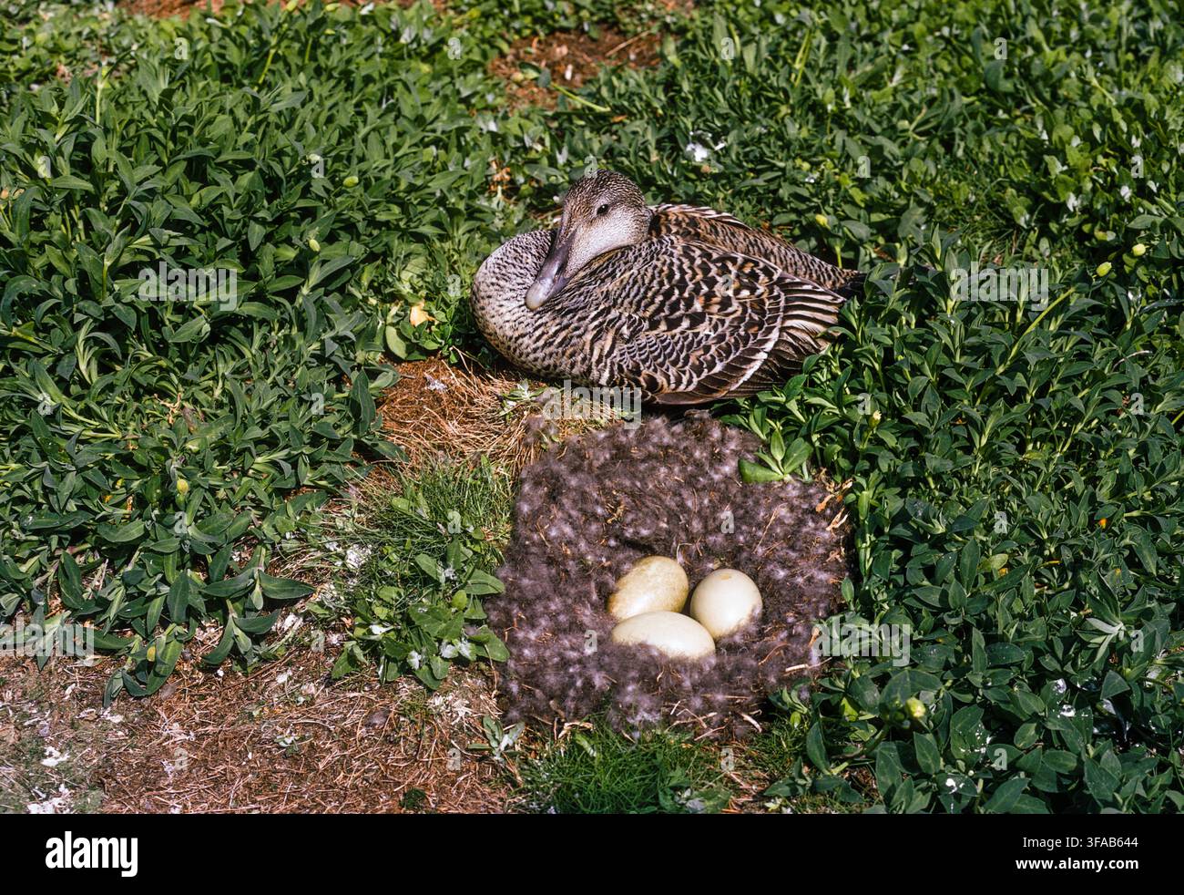 Weibchen der Eiderente, Somateria mollissima, ruht neben dem Bodennest mit drei Eiern auf den Farne Islands, Northumberland, England, Vereinigtes Königreich. Stockfoto