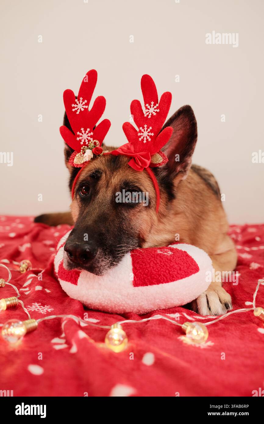 Ein Deutscher Schäferhund trägt dekorative Rentiergeweih während er zwischen weichen Weihnachtslichtern ruht. Das bezaubernde Accessoire verleiht dem festlichen Geist eine verspielte Note Stockfoto
