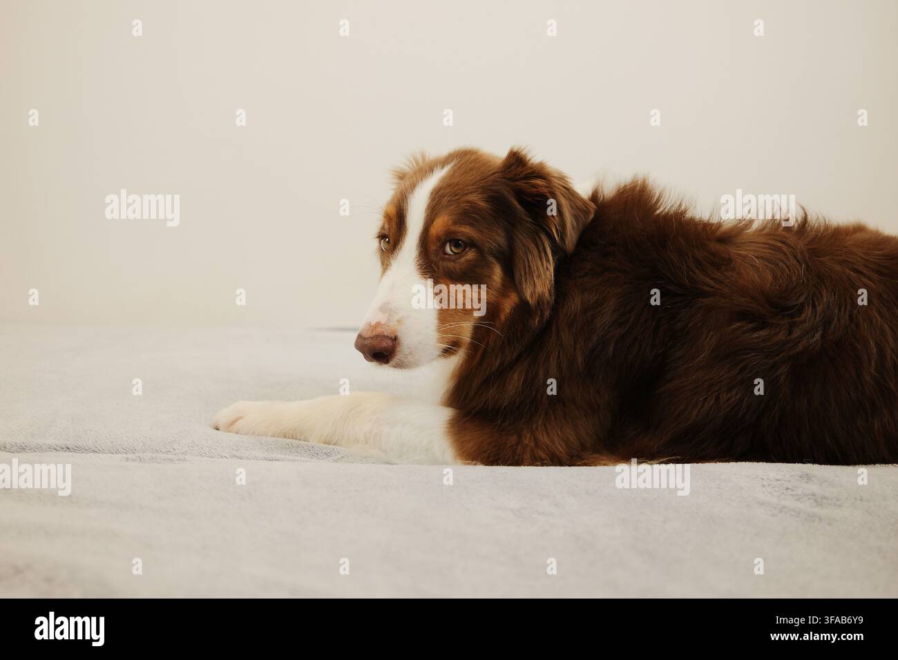 Ein Australian Shepherd liegt ruhig auf einer weichen Oberfläche vor einem neutralen Hintergrund. Das friedliche Porträt unterstreicht die sanfte Natur und die Gelassenheit des Hundes Stockfoto