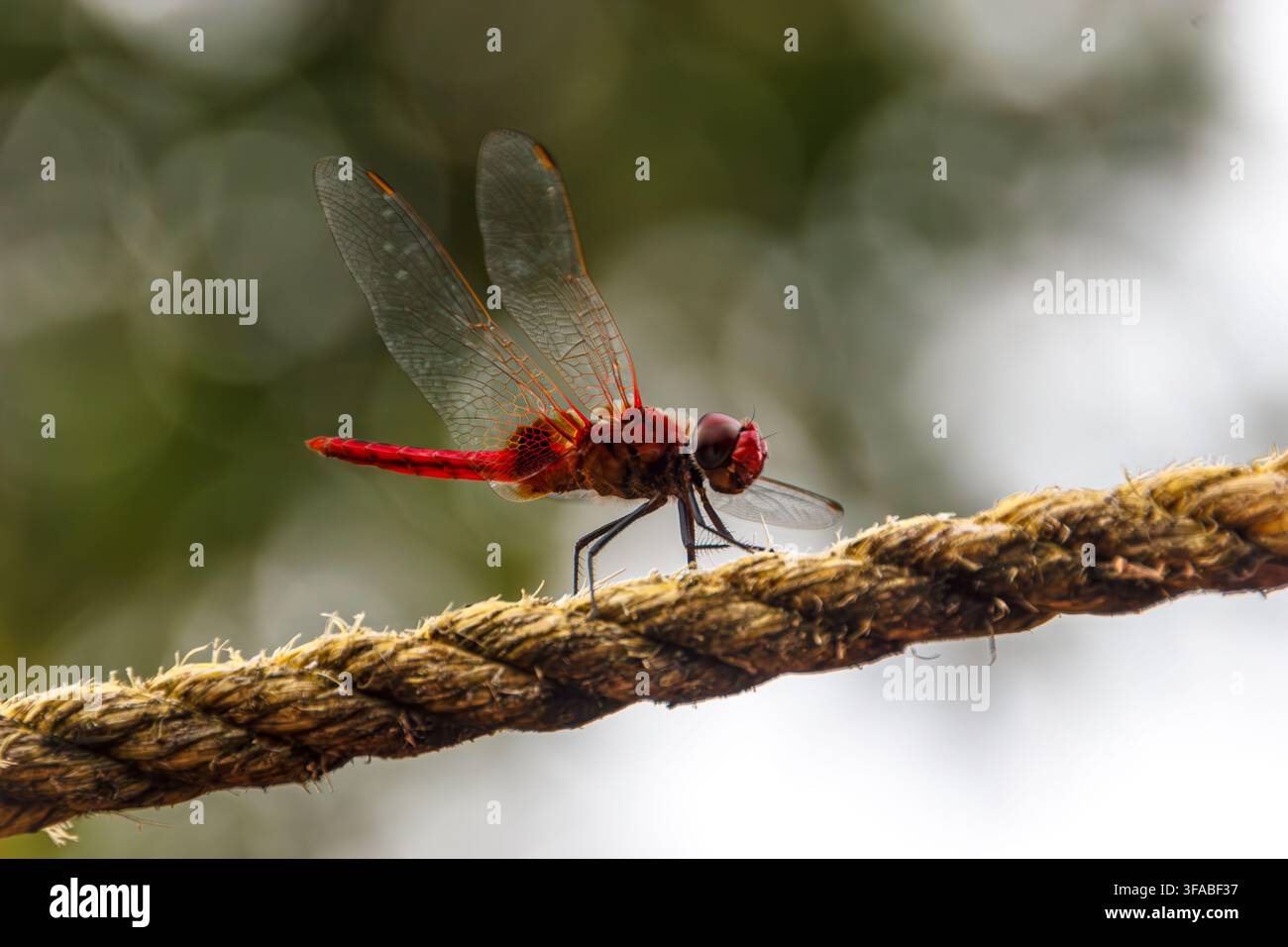 Lebendige rote Libelle, die an einem Seil in Kerala ruht Stockfoto